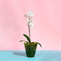 Горшок для орхидей, 2,5 л, 16,4 × 18,5 см, пластик, прозрачно-зелёный Горшок для орхидей, 2,5 л, 16,4 × 18,5 см, пластик, прозрачно-зелёный