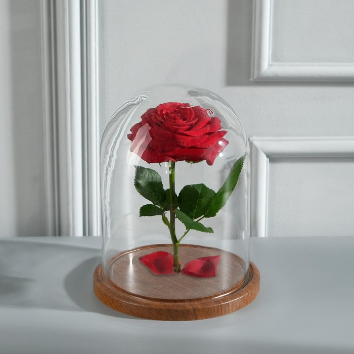 Стеклянный купол-клош на деревянной подставке Стеклянный купол-клош на деревянной подставке "Венсан - 1", 20х15 см, коричневый
