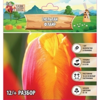 Тюльпан Флайр, р-р 12/+, 5шт, Осень 2024 Тюльпан Флайр, р-р 12/+, 5шт, Осень 2024