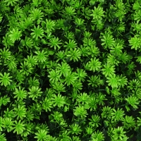 Декоративная панель, 50 &times;50 см, &laquo;Высокий мох&raquo;, Greengo