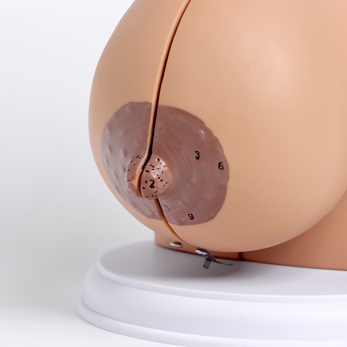 Макет Макет "Женская грудь в разрезе" 18*13*13см