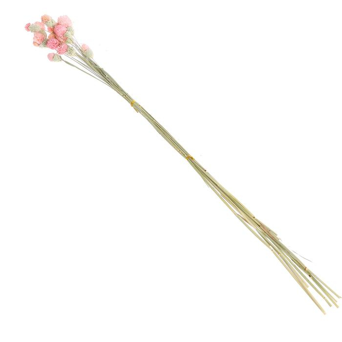 Сухоцвет «Гомфрена шаровидная» набор — от 17 до 20 шт., цвет розовый Сухоцвет «Гомфрена шаровидная» набор — от 17 до 20 шт., цвет розовый