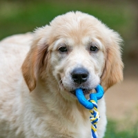 Игрушка "Сердечко с канатом", 7 см, голубое Игрушка "Сердечко с канатом", 7 см, голубое