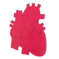 Набор для опытов &laquo;Моё тело&raquo;, сердце