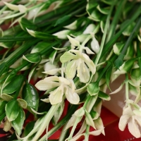 Букет "Флокс растопыренный" 26 см, бело-зелёный