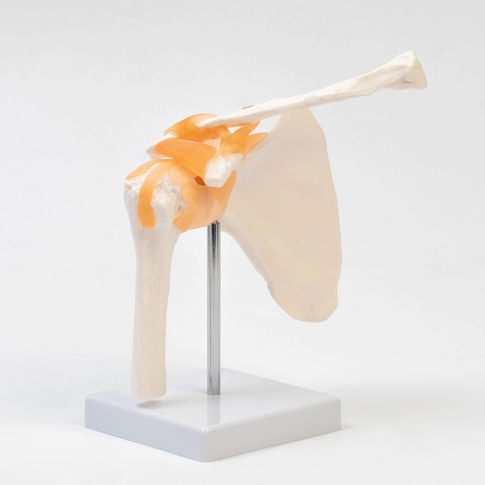 Макет "Плечевой сустав" 23*15*15см