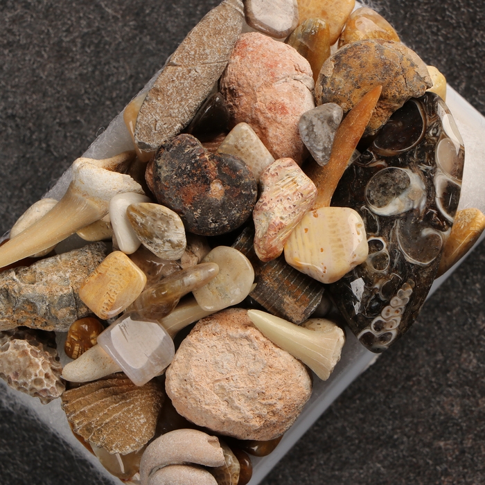 Набор Набор "Аммониты"