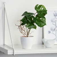 Бонсай в горшке &laquo;Монстера блик&raquo; 7,5х20 см