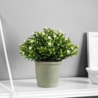 Бонсай в горшке "Цветочная симфония" 8х17 см, микс Бонсай в горшке "Цветочная симфония" 8х17 см, микс