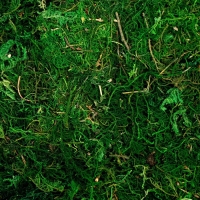 Мох для декора, 80 г, размер: 3 × 20 × 15 см Мох для декора, 80 г, размер: 3 × 20 × 15 см