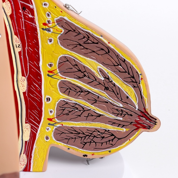 Макет Макет "Женская грудь в разрезе" 18*13*13см