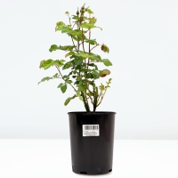 Саженец Розы "Келли", Горшок С4, Лето 2024 Саженец Розы "Келли", Горшок С4, Лето 2024