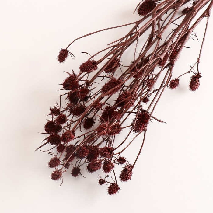 Набор сухоцветов "Эрингиум", банч 5 шт, длина 50 (+/- 6 см), терракотовый