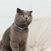 Ошейник для собак и кошек с фастексом «Неон», 30 х 1 см Ошейник для собак и кошек с фастексом «Неон», 30 х 1 см