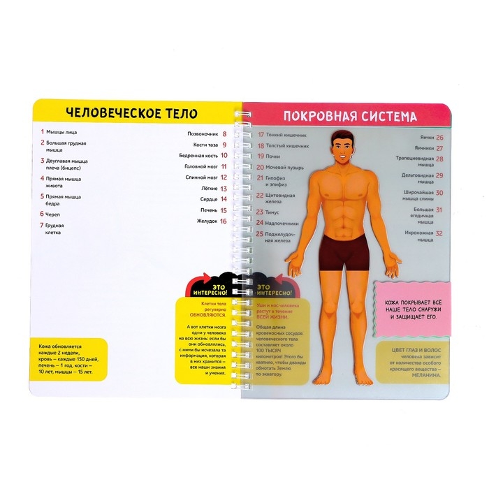 Книга с прозрачными страницами &laquo;Моё тело&raquo;, 32 стр.