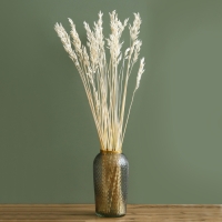 Сухоцвет &laquo;Овёс посевной&raquo;, белый, 50 г в упаковке