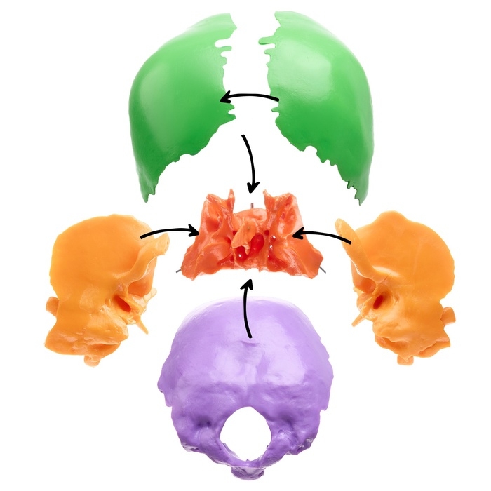 Макет Макет "Череп человека" разноцветный разборный, 20*12*21см