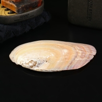 Подставка для мелочей "Ракушка" 15см Подставка для мелочей "Ракушка" 15см