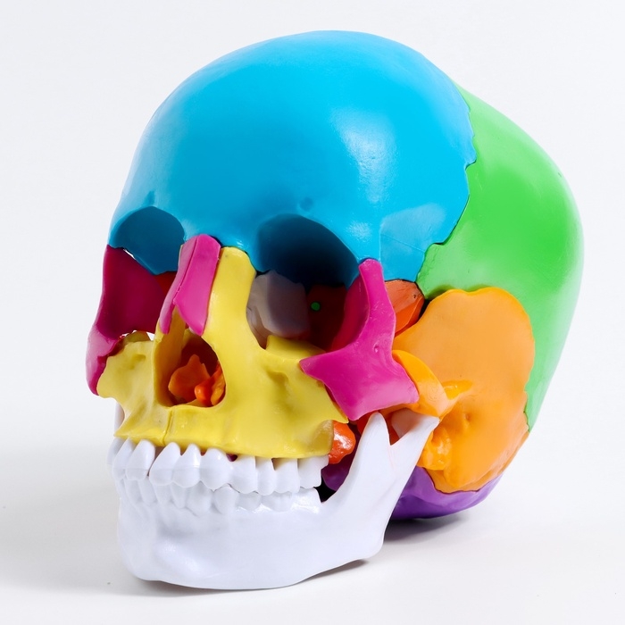 Макет Макет "Череп человека" разноцветный разборный, 20*12*21см