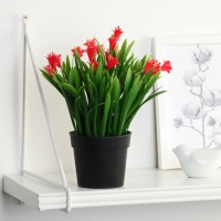 Бонсай в горшке "Гусмания и зелень" 9х18 см, микс Бонсай в горшке "Гусмания и зелень" 9х18 см, микс