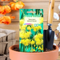 Семена комнатных цветов Эвкалипт "Флагман", ц/п, 0,05 г Семена комнатных цветов Эвкалипт "Флагман", ц/п, 0,05 г