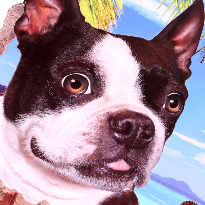 Наклейка 3Д интерьерная Домашние питомцы 70*50см Наклейка 3Д интерьерная Домашние питомцы 70*50см