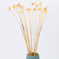 Сухоцвет &laquo;Батао&raquo; набор 20 шт., цвет МИКС