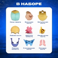 Набор для опытов &laquo;Череп человека&raquo;, анатомическая модель