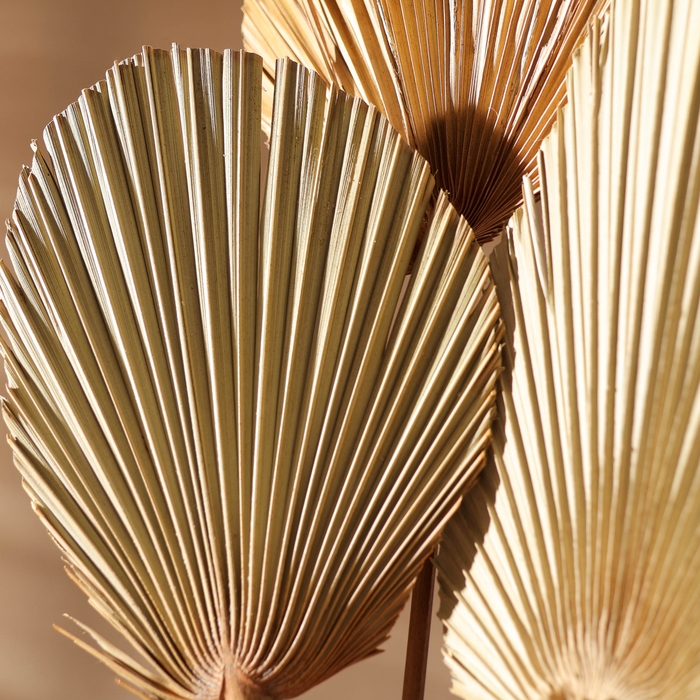 Сухие цветы &laquo;Лист пальмовый&raquo;, 52 &times; 14 &times; 2 см