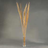 Сухоцветы для декора &laquo;Камыш&raquo;, набор 5 шт. 113 &times; 5 &times; 5 см