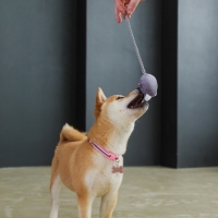 Игрушка для собак &laquo;Котик&raquo;, с канатом