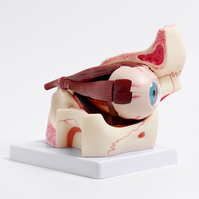 Макет Макет "Глаз человека в разрезе" 20*17*16см