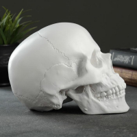 Копилка "Череп" белый, 16х13х22см Копилка "Череп" белый, 16х13х22см