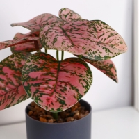 Бонсай в горшке "Аглаонема колор" 7,5х15 см Бонсай в горшке "Аглаонема колор" 7,5х15 см