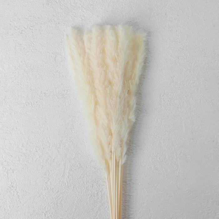 Сухоцвет «Камыш» набор 15 шт, цвет бежевый Сухоцвет «Камыш» набор 15 шт, цвет бежевый