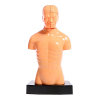 Научный опыт «Строение тела» Научный опыт «Строение тела»