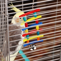 Игрушка для птиц "Лесенка", микс Игрушка для птиц "Лесенка", микс