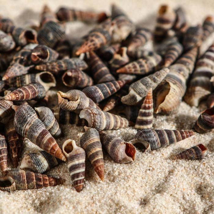 Набор ракушек Батиллярия, 100 г Набор ракушек Батиллярия, 100 г
