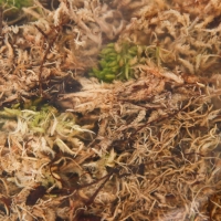 Мох сфагнум для террариумов "Рецепты дедушки Никиты" 3 л Мох сфагнум для террариумов "Рецепты дедушки Никиты" 3 л