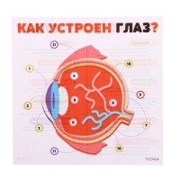 Набор для опытов &laquo;Моё тело&raquo;, глаз