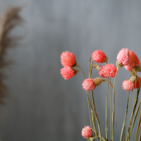 Сухоцвет &laquo;Гомфрена шаровидная&raquo; набор &mdash; от 17 до 20 шт., цвет розовый