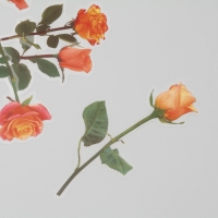 Наклейки пластик "Цветы и цитаты. Желто-оранжевые" набор 12 шт 8,5х21,5х0,2 см