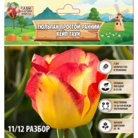 Тюльпан простой ранний Кейп Таун, р-р 11/12, 5 шт, Осень 2024 Тюльпан простой ранний Кейп Таун, р-р 11/12, 5 шт, Осень 2024
