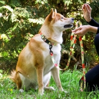 Набор &laquo;Цветы&raquo;, застёжка - фастекс, поводок 2 м и ошейник 28-46 см