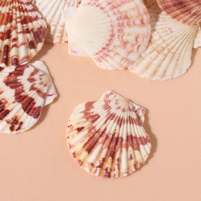 Ракушки природные декоративные Ракушки природные декоративные "Гребешок" набор 100 гр