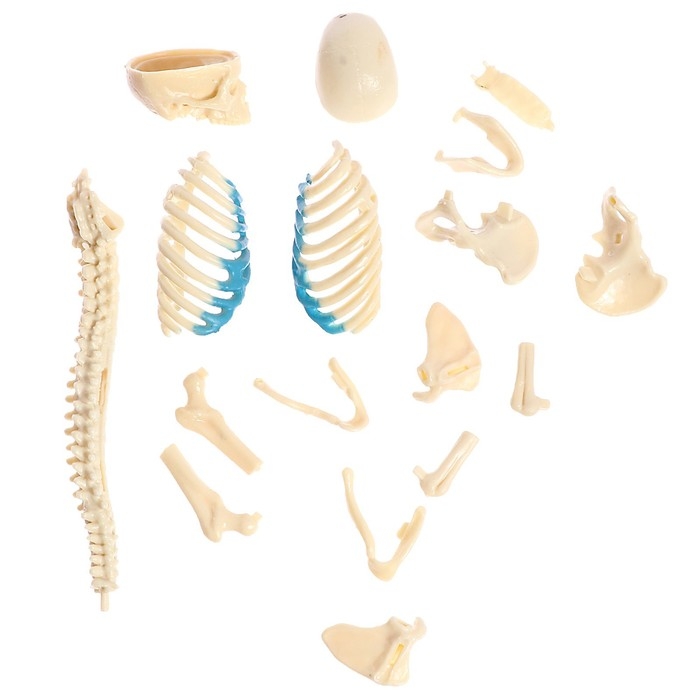 Набор для опытов «Строение тела», беременная женщина Набор для опытов «Строение тела», беременная женщина