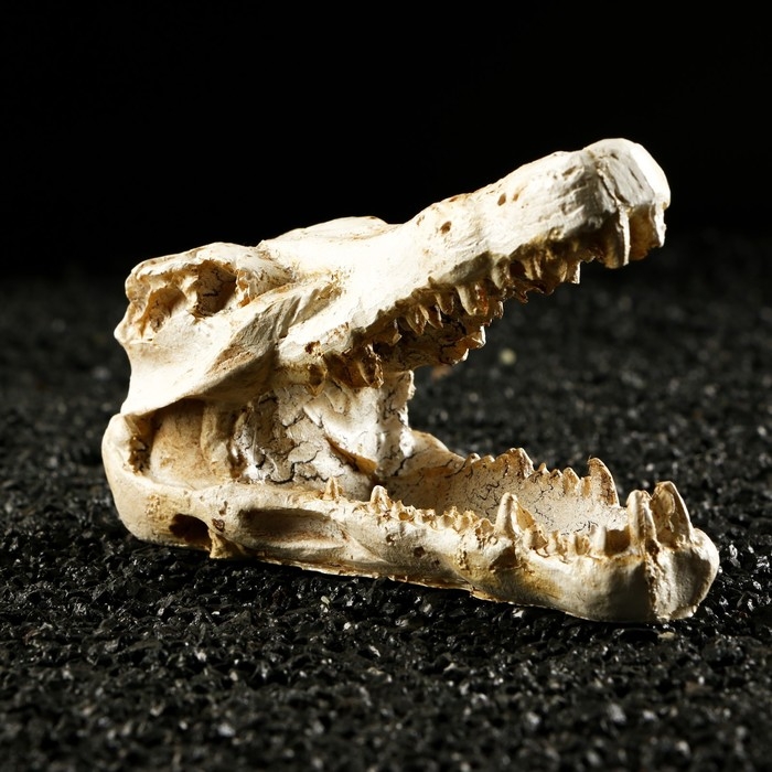 Декор для аквариума Декор для аквариума "Череп крокодила", 13 х 5,5 х 6 см