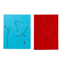 Набор для опытов &laquo;Моё тело&raquo;, сердце