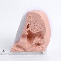 Макет "Вагина" разборный 19*13*17см Макет "Вагина" разборный 19*13*17см