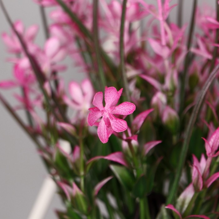 Бонсай в горшке "Цветник с осокой" 9х23 см, микс